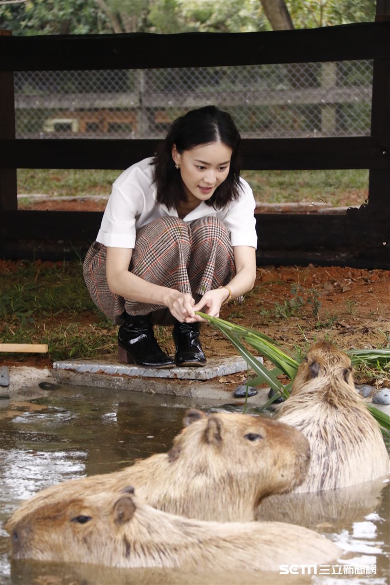 鍾瑶擔任埔心牧場「水豚君入村記者會」活動大使（圖／記者林聖凱攝影）