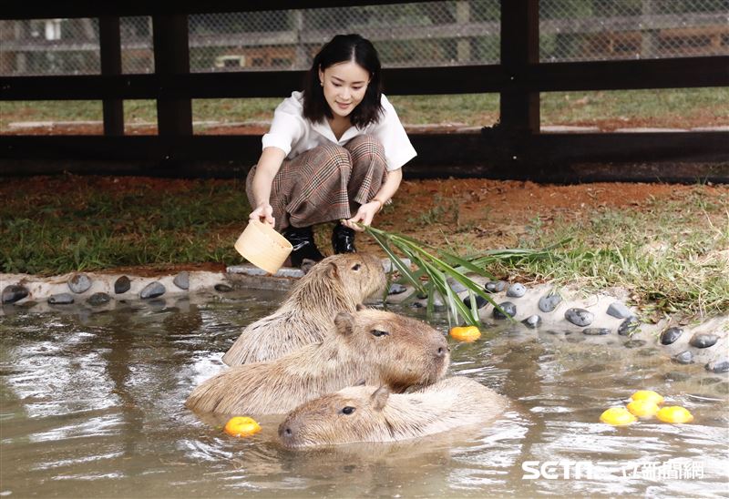 鍾瑶擔任埔心牧場「水豚君入村記者會」活動大使（圖／記者林聖凱攝影）