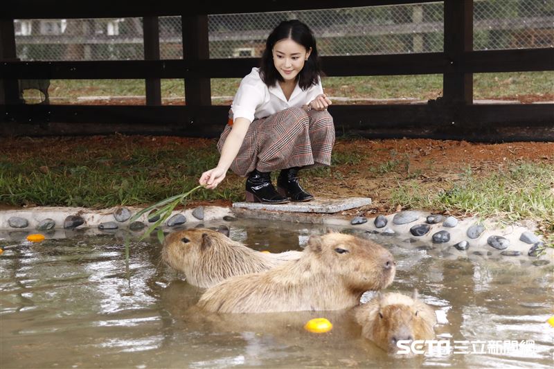 鍾瑶擔任埔心牧場「水豚君入村記者會」活動大使（圖／記者林聖凱攝影）