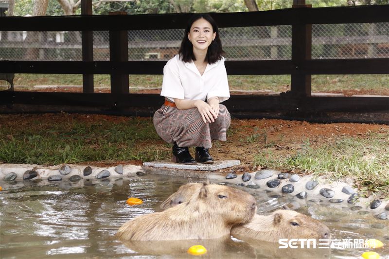 鍾瑶擔任埔心牧場「水豚君入村記者會」活動大使（圖／記者林聖凱攝影）