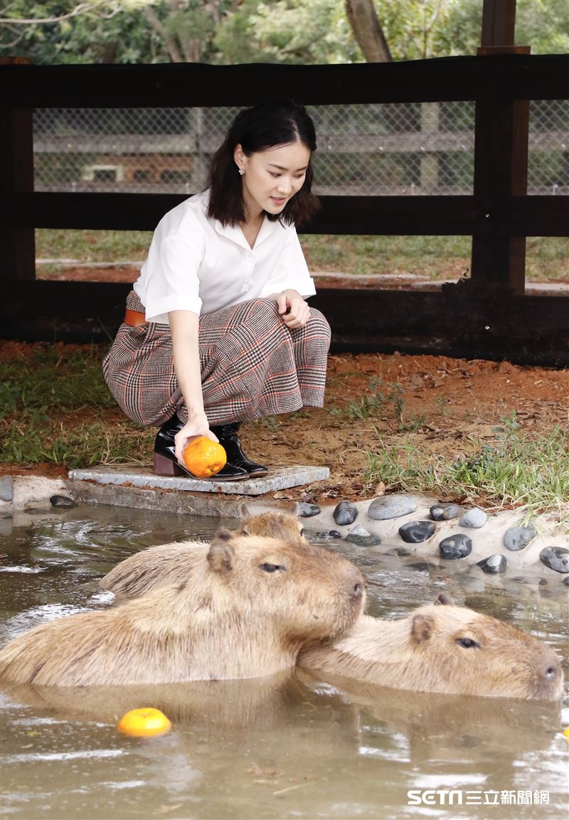 鍾瑶擔任埔心牧場「水豚君入村記者會」活動大使（圖／記者林聖凱攝影）