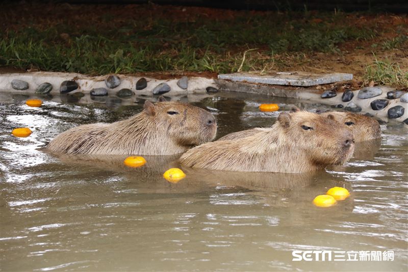 鍾瑶擔任埔心牧場「水豚君入村記者會」活動大使（圖／記者林聖凱攝影）
