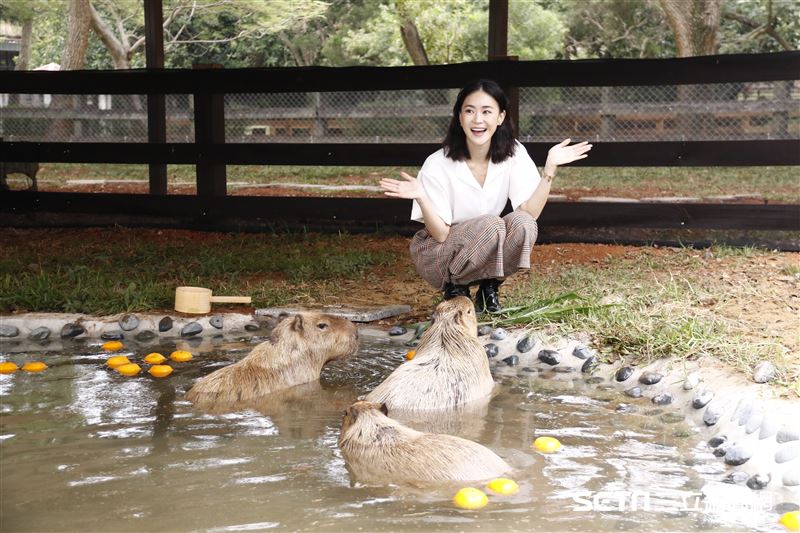 鍾瑶擔任埔心牧場「水豚君入村記者會」活動大使（圖／記者林聖凱攝影）