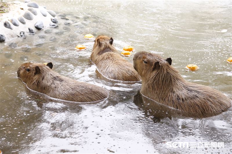 鍾瑶擔任埔心牧場「水豚君入村記者會」活動大使（圖／記者林聖凱攝影）