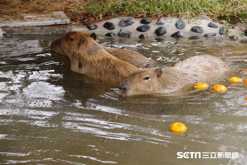鍾瑶擔任埔心牧場「水豚君入村記者會」活動大使（圖／記者林聖凱攝影）