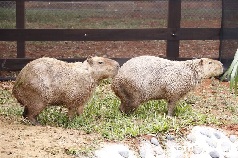 鍾瑶擔任埔心牧場「水豚君入村記者會」活動大使（圖／記者林聖凱攝影）