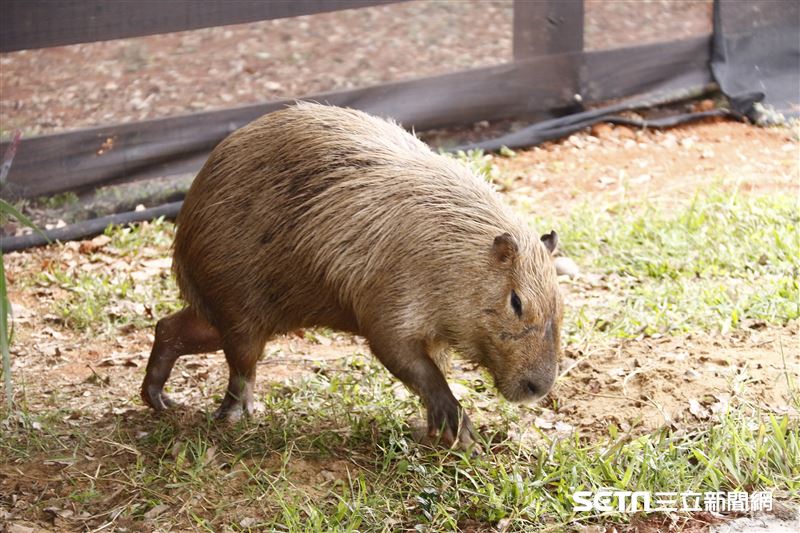 鍾瑶擔任埔心牧場「水豚君入村記者會」活動大使（圖／記者林聖凱攝影）