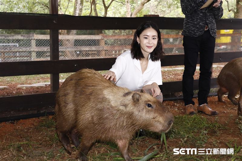鍾瑶擔任埔心牧場「水豚君入村記者會」活動大使（圖／記者林聖凱攝影）