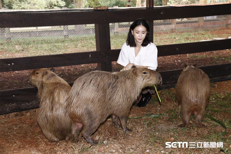 鍾瑶擔任埔心牧場「水豚君入村記者會」活動大使（圖／記者林聖凱攝影）