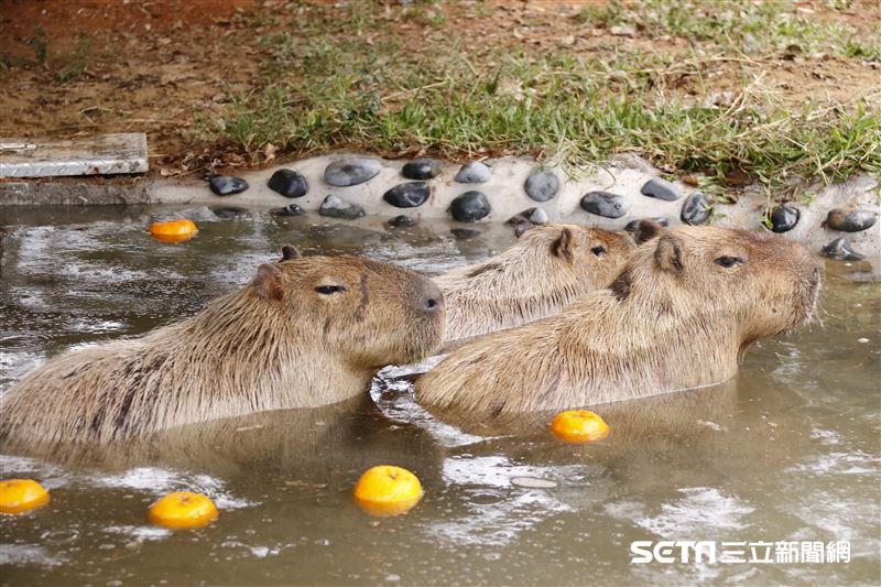 鍾瑶擔任埔心牧場「水豚君入村記者會」活動大使（圖／記者林聖凱攝影）