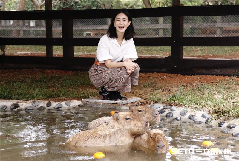 鍾瑶擔任埔心牧場「水豚君入村記者會」活動大使（圖／記者林聖凱攝影）