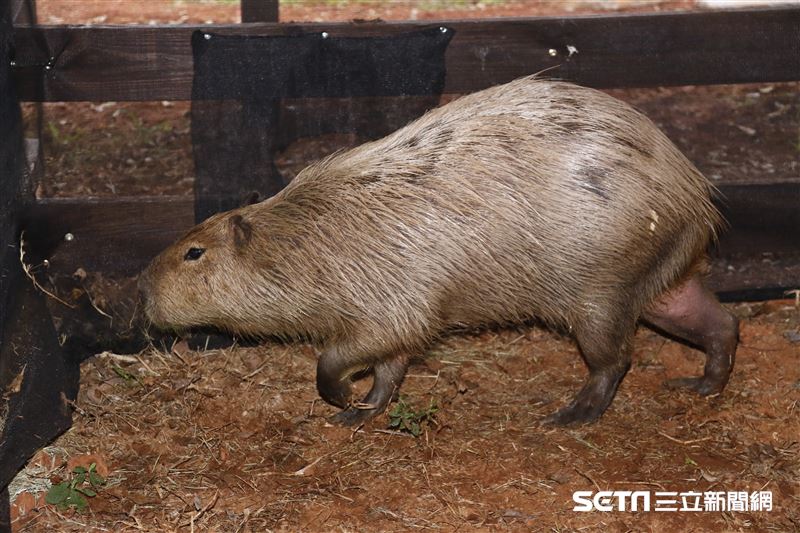 鍾瑶擔任埔心牧場「水豚君入村記者會」活動大使（圖／記者林聖凱攝影）
