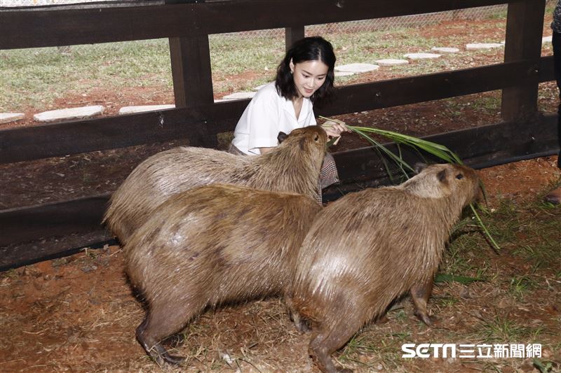 鍾瑶擔任埔心牧場「水豚君入村記者會」活動大使（圖／記者林聖凱攝影）