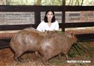 鍾瑶擔任埔心牧場「水豚君入村記者會」活動大使（圖／記者林聖凱攝影）