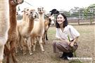 鍾瑶擔任埔心牧場「水豚君入村記者會」活動大使（圖／記者林聖凱攝影）