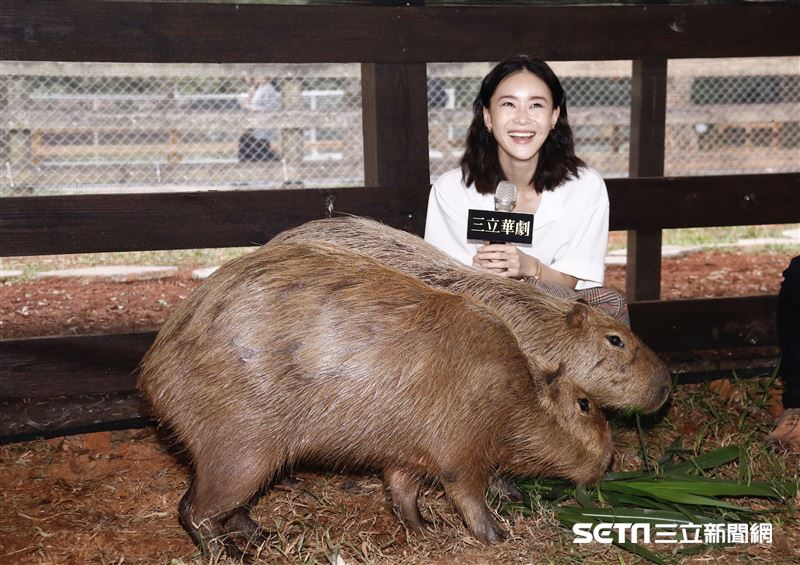 鍾瑶擔任埔心牧場「水豚君入村記者會」活動大使（圖／記者林聖凱攝影）