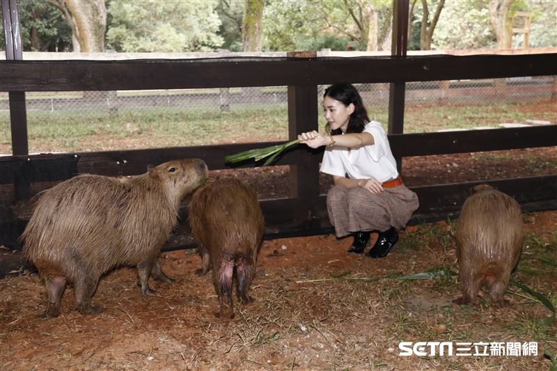 鍾瑶擔任埔心牧場「水豚君入村記者會」活動大使（圖／記者林聖凱攝影）