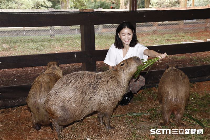 鍾瑶擔任埔心牧場「水豚君入村記者會」活動大使（圖／記者林聖凱攝影）