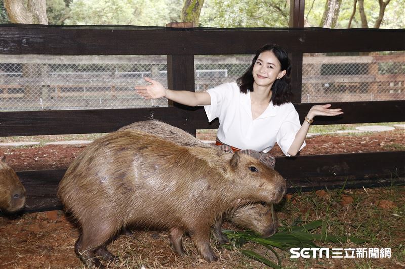 鍾瑶擔任埔心牧場「水豚君入村記者會」活動大使（圖／記者林聖凱攝影）