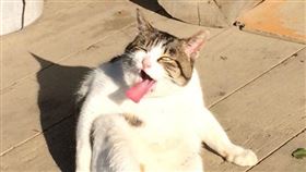 如果在路上遇到不怕生的可愛浪浪，許多人都會忍不住用相機拍下牠們的模樣！日前有位網友原本想記錄路上浪浪喵星人的可愛模樣，卻沒想到竟然意外將貓咪的崩壞表情拍下來，隨後他將照片上傳到網路，結果引發熱烈迴響，甚至被其他網友引用，將這個崩壞的貓咪製成了模型，讓許多網友看完都直呼：「笑到併軌。」（圖／翻攝自@dynamic_ninjya Twitter）