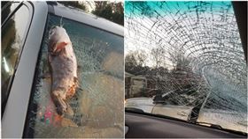 巨大鯰魚從天而降！擋風玻璃全碎裂（圖／翻攝自Rhesa Walston臉書）