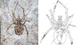 偽造化石,中國期刊,蜘蛛品種（圖／翻攝自acta geologica sinica期刊）