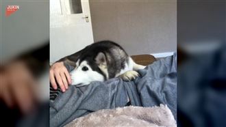 「不要停，我還要！」哈士奇撒嬌討摸