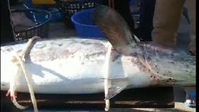  有漁民日前在澎湖馬公鎖港，捕獲一尾達56公斤的大耳王。（漁民提供）