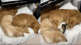 貓,貓咪,狗,黃金獵犬,抖音,屁股（圖／翻攝自抖音）