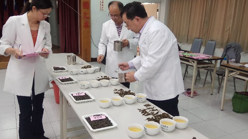 阿里山冬茶減產3成　品質反提升