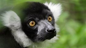 馬達加斯加狐猴（圖／翻攝自維基共享資源；作者：Rolf Dietrich Brecher，CC BY-SA 2.0）