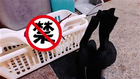 內褲,蕾絲,原味,陷阱,單兵(翻攝自加藤軍路邊隨手拍)