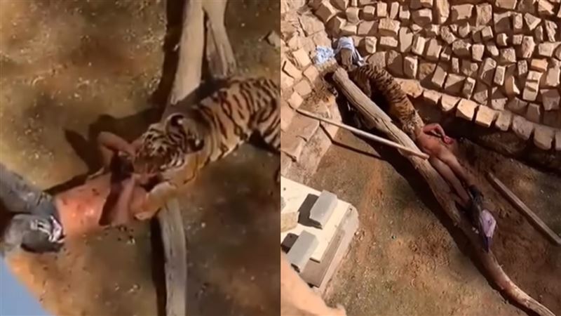 闖虎穴想馴獸！白目男被虎狂啃拖行
