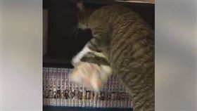 鴨霸貓把奴才「收藏漫畫」全丟掉！　只為「找個地方睡覺」
（圖／翻攝自TikTok@nononon527）