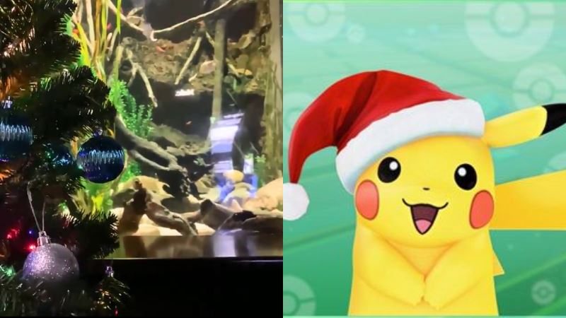 電鰻界皮卡丘？水族館聖誕樹靠牠發光