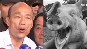 韓國瑜、豬（組合圖／資料照）