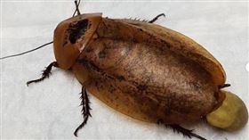 救救我家蟑螂！8公分蟑螂懷孕險染併發症　獸醫「急救蟑」
圖／翻攝自limpopovet IG
