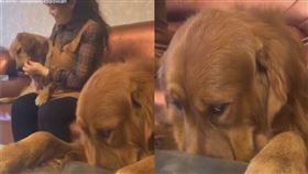 黃金獵犬失寵。（圖／翻攝自抖音APP用戶「15048694555wan」）