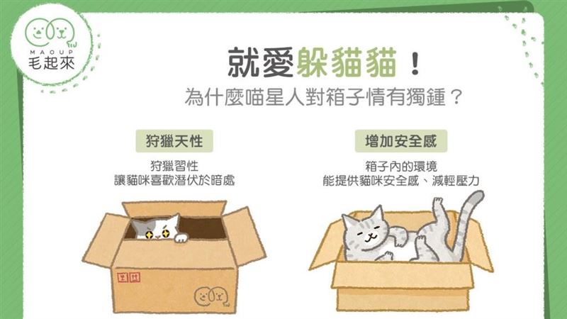 為什麼貓星人對箱子情有獨鍾？