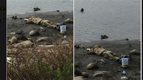 台南,水鳥,潟湖,偽裝,浮屍,