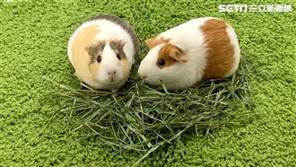 天竺鼠超膽小？專家曝這行為：天生呆