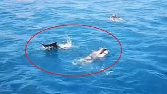 遭釣抓狂暴走　劍魚猛衝險刺爆潛水客