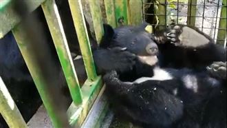 廣原利稻小熊住一起！恩愛餵食模樣曝