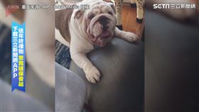鬥牛犬房內「做運動」　狂傳謎樣喘氣聲