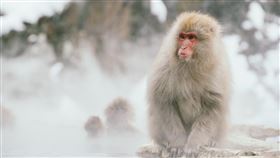 天氣、氣象、獼猴、猴子、寒冷、冷氣團、寒流<,猴子泡溫泉／（示意圖／翻攝自Unsplash）