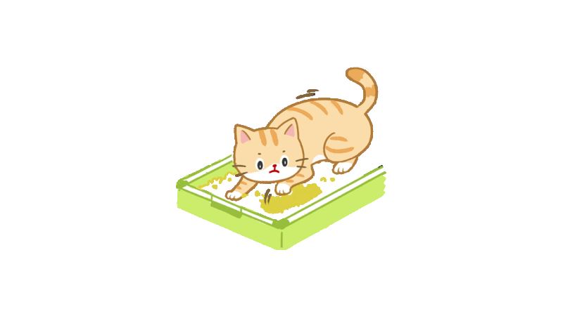 【喵喵行為學】貓咪如廁五步驟！