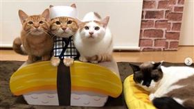 貓貓們扮裝成壽司師傅坐在玉子燒上。（圖／翻攝自kibimomo IG）