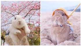 兔子,IG：panpanbun 授權提供（勿二用）