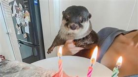 水獺寶寶過生日…看到專屬蛋糕　表情呆萌不敢置信
（圖／翻攝自IG＠carteltheotter）