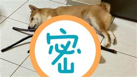 柴妹愛上地獄禮物！網一看頭皮發麻